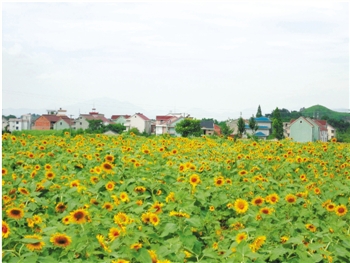 “美麗鄉村”江南鎮 農業美景一舉雙豐收