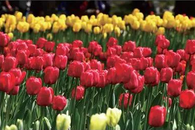 ӛ11ǰϺxķN
19834Ϻֲ@״ekm㻨չ˴λչҲǺm״γҎģϺ_չN1982mHչMίٛ2fֻ˺ÿꡭ[Ԕ]