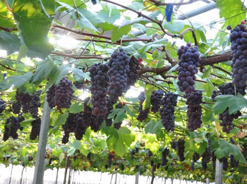 ֪ϺˮҲĴ󡰮һ
 
ҪfϺˮNֲ׷ݵgǕrϺ÷ӵķNֲϺ֘Iվ߼rˇSVӛfֻ˂ǰͥԺNֲһÃɿõԒfvgϺѽF˳ƬĹٵ峯A؅^ʯ˵ȶNˮķNֲrAӛݷfǛȵض_ʼeNֲzrϺ֮һҲ⵽˺ܴƉź_ʼڽ^ؽ@
[Ԕ]