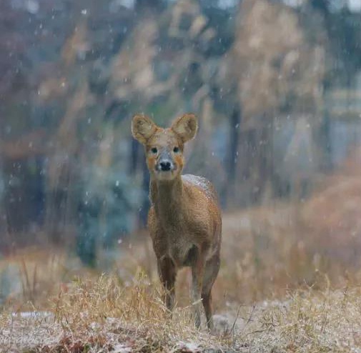 ɭеС` Ⱥ
ǞIɭֹ@SܵС^CĺҲҹrִҴ^ֽǵSǡϺ{ٴĳоHmoҰůļ[Ԕ]