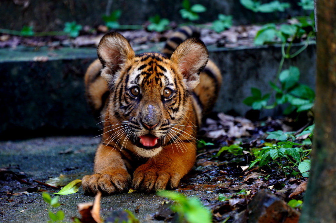 8��31�����Ϻ�����@��С�A�ϻ��ژ��a�¡��{������