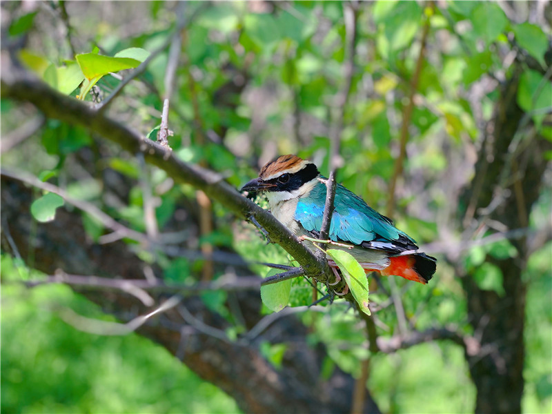 С�B�mȻ���w����]���κ΂������s�o���w�����ƽݔz