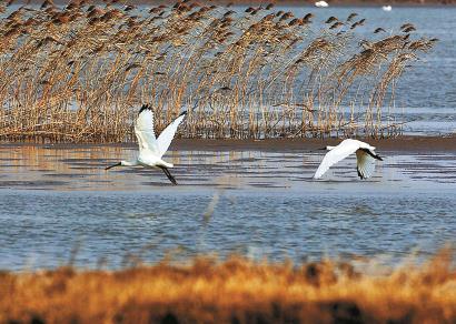 崇明東灘鳥類國家級自然保護區內的水鳥。 本報記者 海沙爾 攝（資料照片）