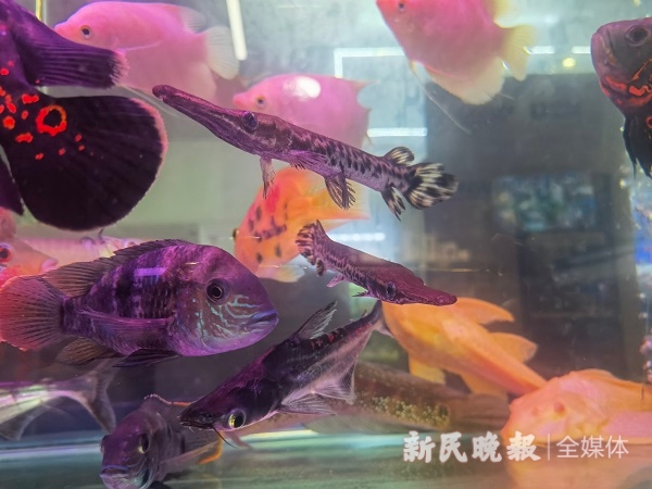 圖說:線下花鳥市場有疑似鱷雀鱔銷售羅水元攝