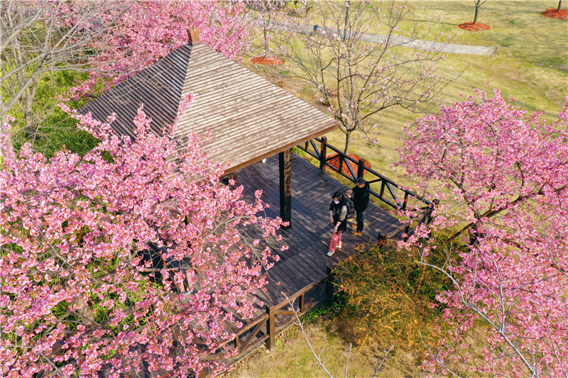 第十三屆上海櫻花節即于下周開幕。寶山區供圖