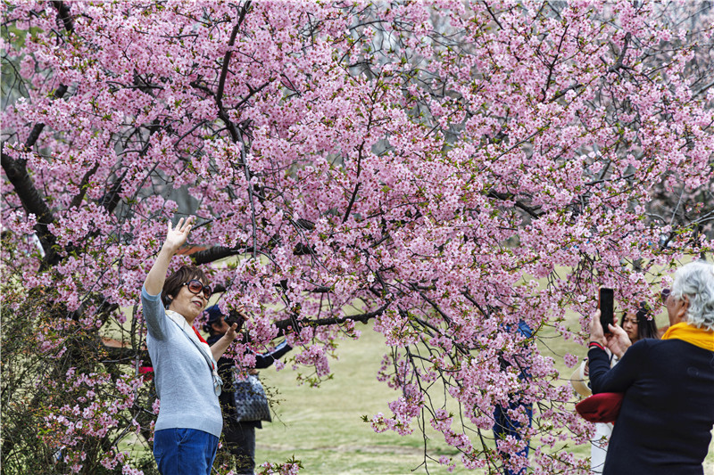 第十三屆上海櫻花節即于下周開幕。人民網記者 王初攝