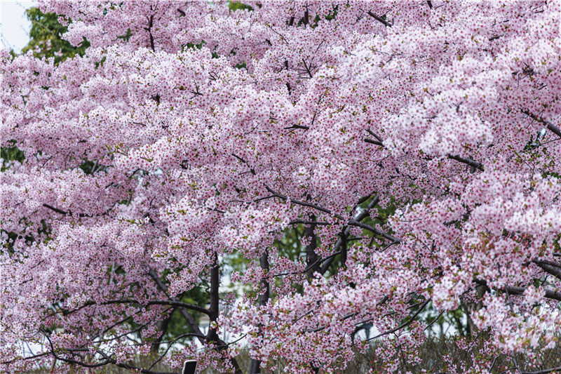 第十三屆上海櫻花節即于下周開幕。人民網記者 王初攝