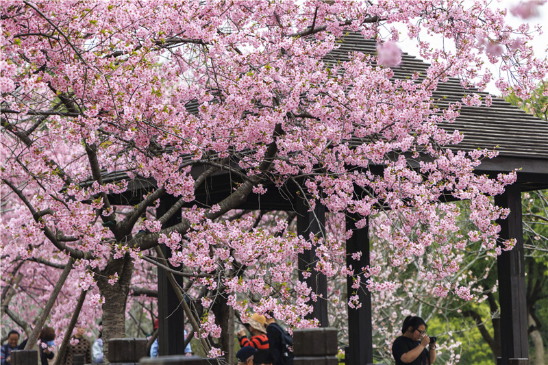 第十三屆上海櫻花節即于下周開幕。人民網記者 王初攝