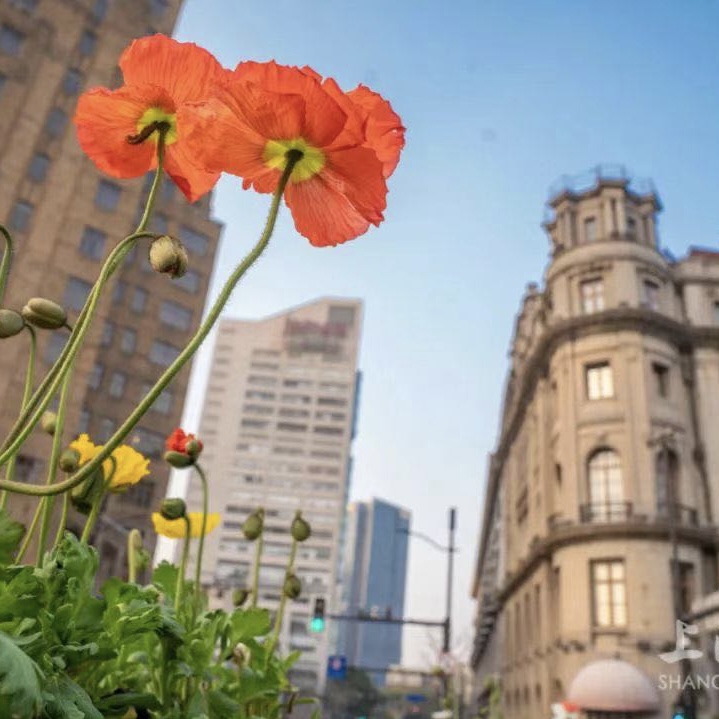 做實建強樓委會，提升自治共治“軟實力”商務樓宇是現代城市經濟的一種重要表現形式，有著自身運作的邏輯。以黨建引領現代化國際大都市樓宇治理，是突破……[詳細]