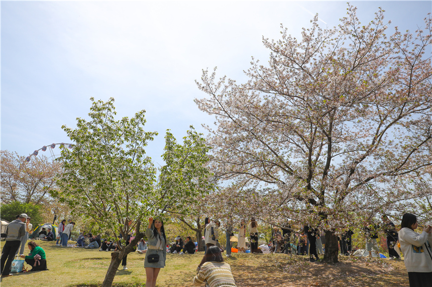 上海：與春天相約，來顧村賞櫻