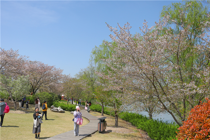 上海：與春天相約，來顧村賞櫻