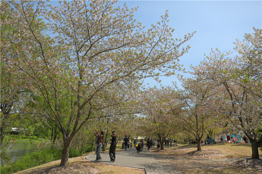 上海：與春天相約，來顧村賞櫻
