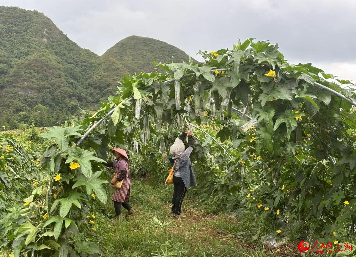 盛夏季節，村民每天在田里辛勤勞作。人民網記者 董志雯攝