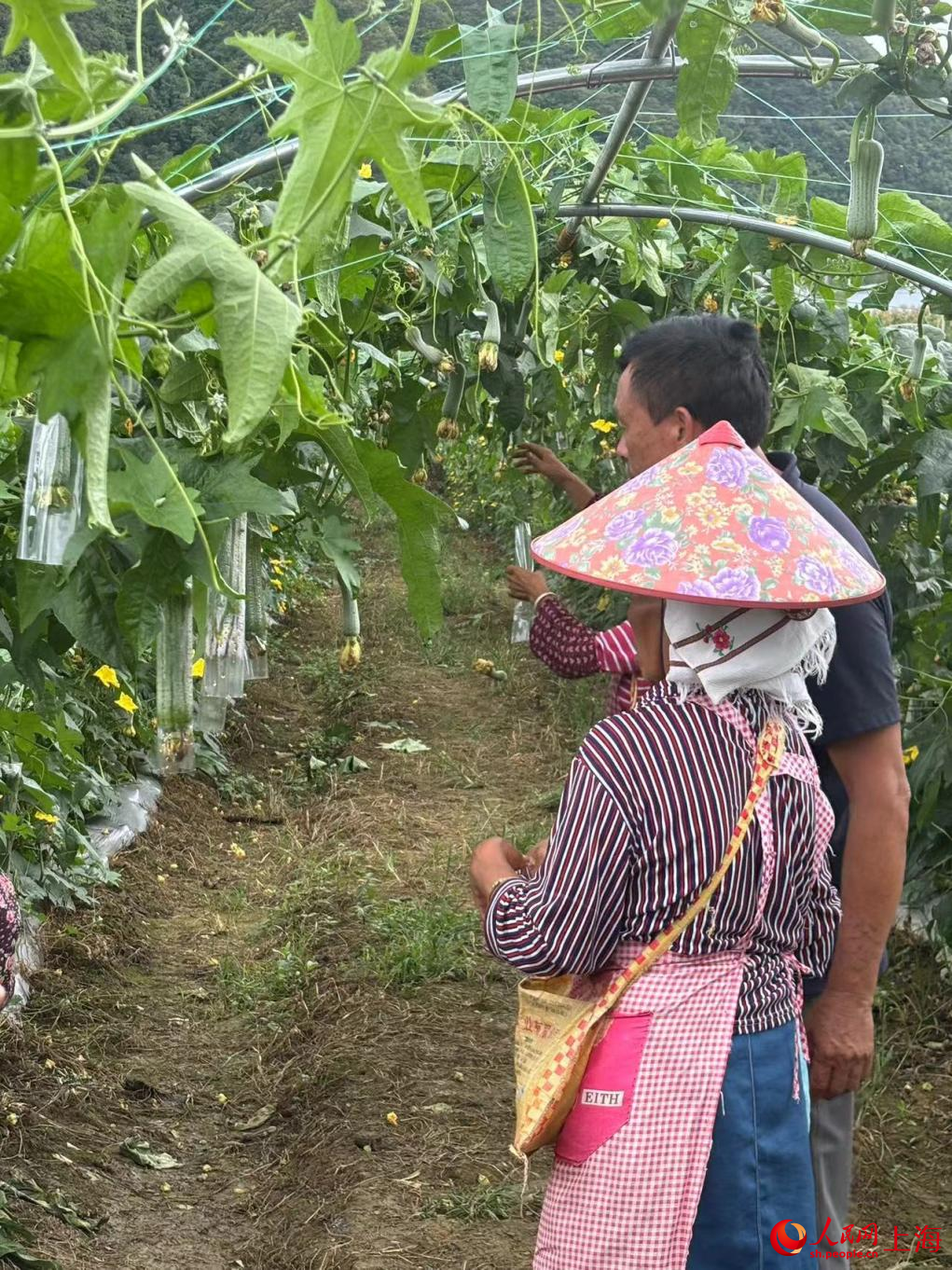 冷子江和村民在基地觀察絲瓜生長情況。人民網記者 董志雯攝