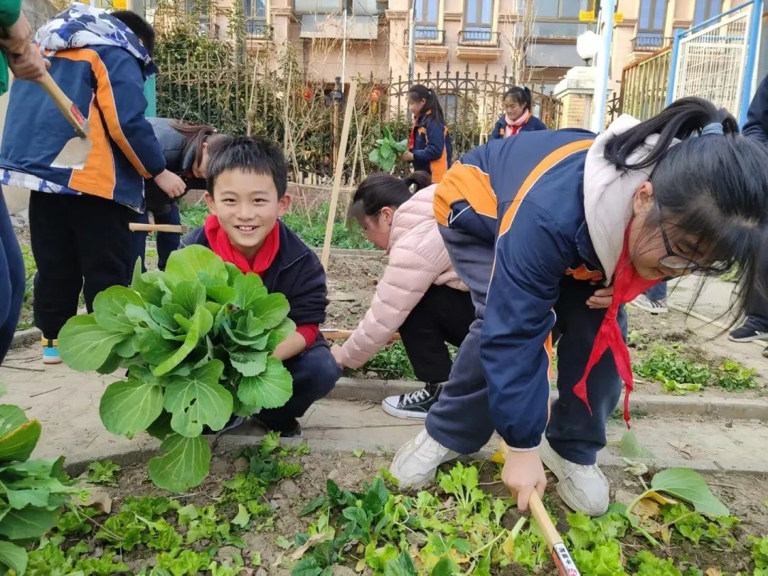 金山區亭林小學開展“小菜園，大豐收”勞動教育。