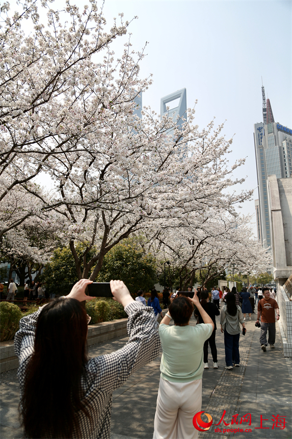 上海：陸家嘴鮮花綻放，白領出門即是春天