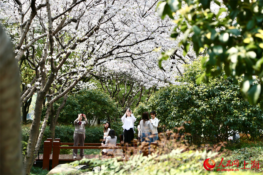 上海：陸家嘴鮮花綻放，白領出門即是春天