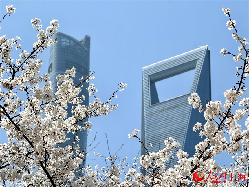 上海：陸家嘴鮮花綻放，白領出門即是春天
