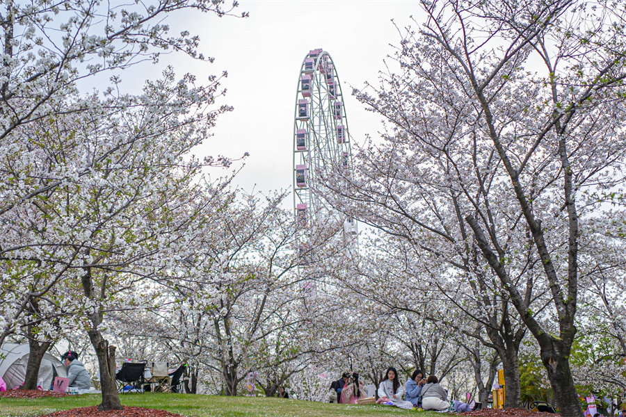 機器人走秀，與游客同賞櫻花。人民網記者 王初攝