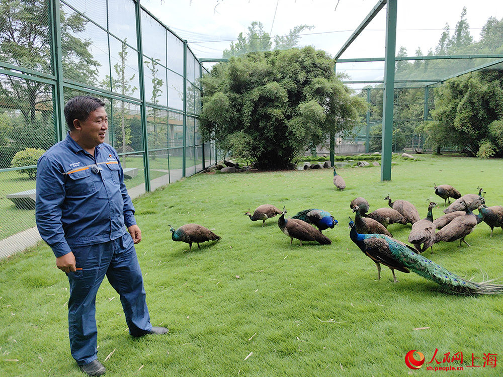 李軍功和孔雀腳下是厚實軟綿的馬尼拉草。人民網記者 唐小麗攝