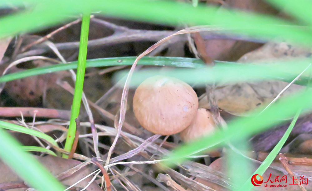 寶鋼廠區隨處可見的菌類。人民網 顧海民攝