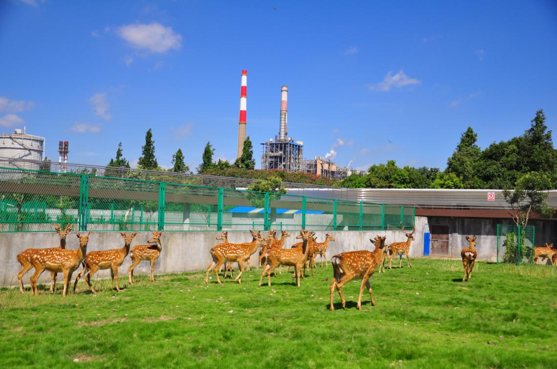 鋼城“哨兵”令人匪夷所思的是，這座動物園偏偏建在廠區環境風險最大的地方，一墻之隔便是化工區域?！案野褎游飯@建在‘污染前線’，是因為我們有底氣?！?/><h3 class=