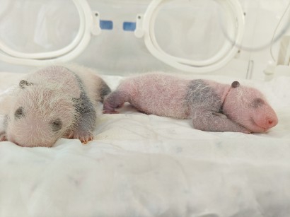 “芊金”誕下的一對龍鳳胎在保育箱里。 上海野生動物園供圖