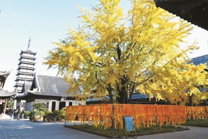 真如寺大殿前650歲的古銀杏。 受訪者供圖