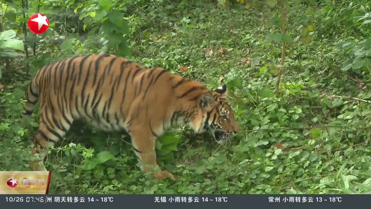 上海動物園：“紅糖”亮相新家