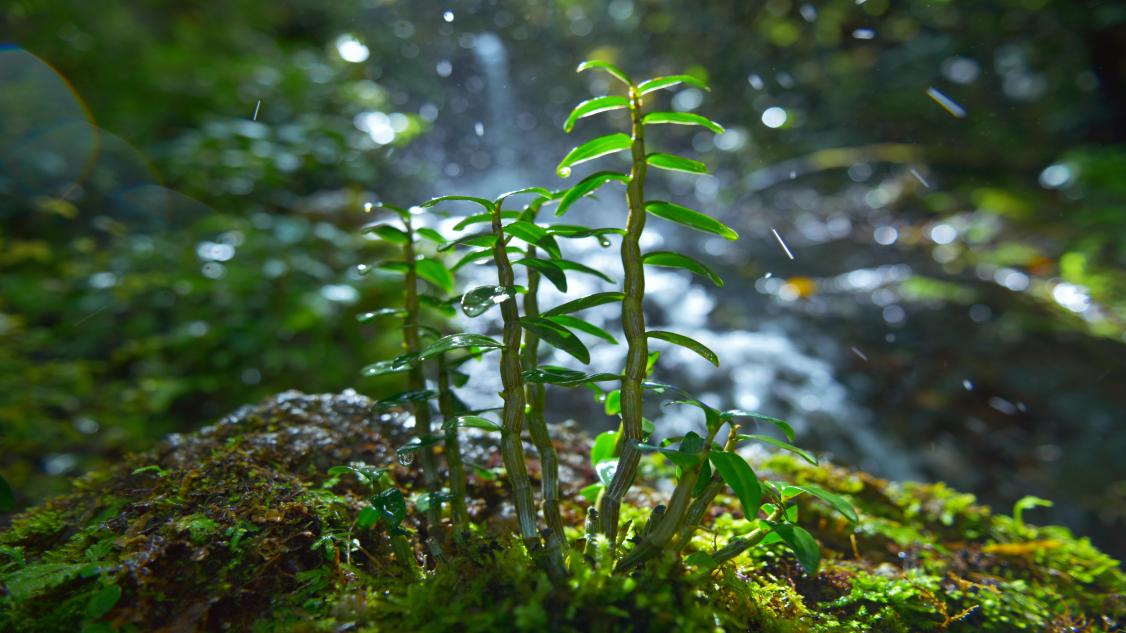 六郎城村仿野生鐵皮石斛