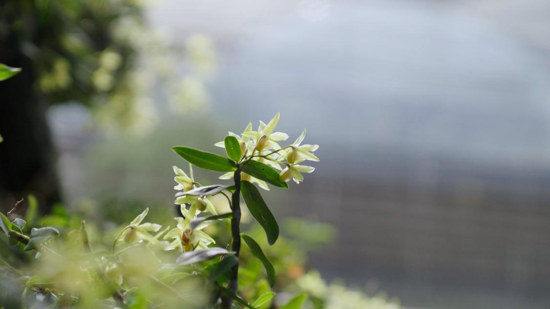 石斛花在枝頭綻放