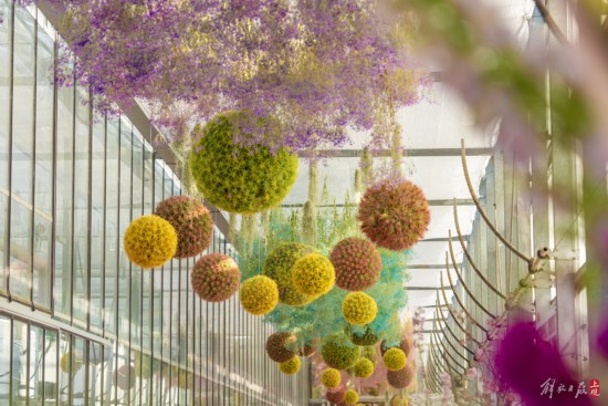 解放日報 孟雨涵 攝20240320_69