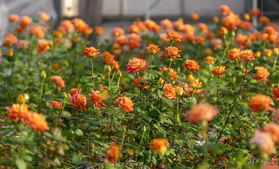 解放日報 孟雨涵 攝20240320_43