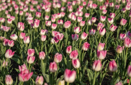 解放日報 孟雨涵 攝20240320_73